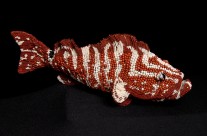 Harry the Nassau Grouper