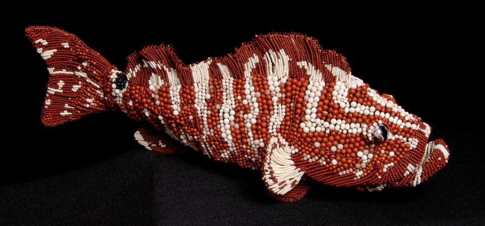 Harry the Nassau Grouper